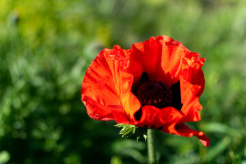 Obraz premium Czerwony mak