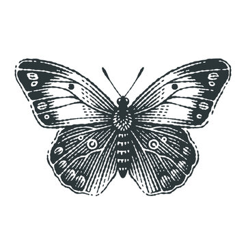 Engraving of Butterfly Engraving of Butterfly