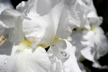 White iris with dew drops close up