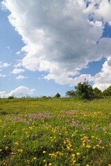 Flowers on the mountain field during sunrise. Beautiful natural landscape in the summer time.artvin