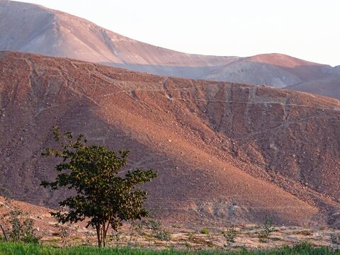 Geoglyphs of Llamas in Chen Chen (Moquegua, South Peru)