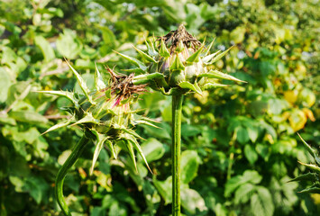 Young unripe thistle buds against a green vegetation background.
