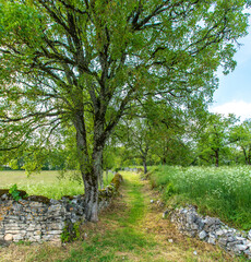 Old country stone wall grassy shaded footpath   © Xavier
