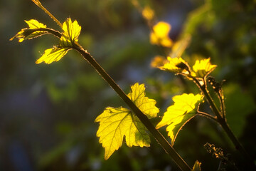 Obraz premium Leaves of grapes on a young shoot are lit by bright light.