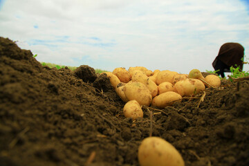 Digged and removed potatoes on the land