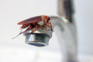 Cockroach insects bug pests creepy beetle bug in bathroom close up

