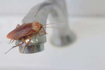 Cockroach insect bug pests creepy beetle bug in bathroom close up