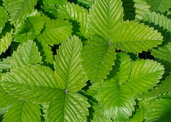 Background from young green leaves of strawberries. Plant surface. Copy space.