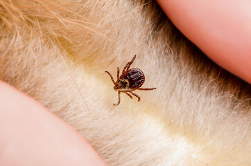 Encephalitis Virus or Lyme Borreliosis Disease Infectious Dermacentor Tick Arachnid Parasite Insect Hiding in Animal Fur