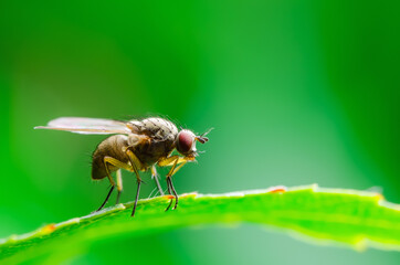 Exotic Drosophila Fly Diptera Parasite Insect on Green Leaf Macro