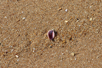 Coquillage rose sur le sable