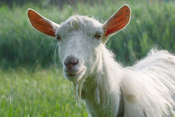 Portrait of a white goat. Breeding goats on a home farm.