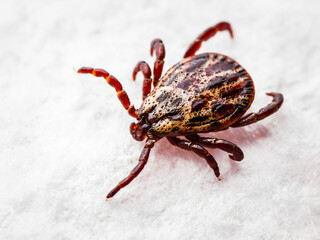 Lyme Infected Tick Insect Crawling on White Background. Lyme Borreliosis Disease or Encephalitis Virus Infectious Dermacentor Tick Arachnid Mite Parasite
