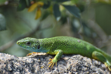 Portrait of a green lizard close up. Lizard on a stone.