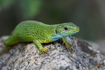 Naklejka na ściany i meble A green lizard crawls on a stone. Photo of a Lacerta viridis close up.