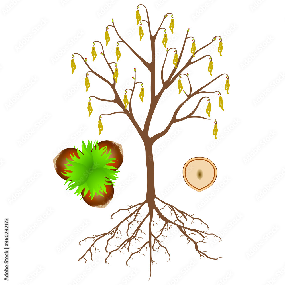 Canvas Prints hazelnut tree with flowers and nuts on a white background.