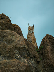Wild lynx watching on a rock © Jose