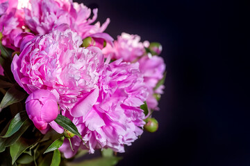 A bouquet of pink peonies. Dark background. Place the text next to a bouquet of pink peonies.