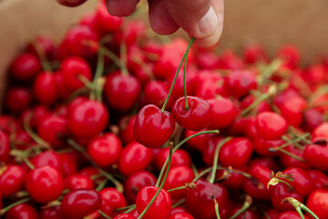 Picking a red cherry from the stock