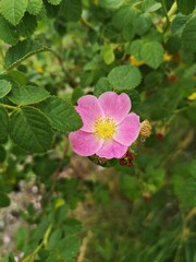 Beautiful pink flower -  Dog rose or Wild rose. Rosa canina, commonly known as the dog rose is a variable climbing, wild rose species native to Europe, northwest Africa, and western Asia.