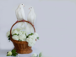 Two white doves with love. Valentine and Sweetest day,kiss day concept. Couple  of pigeons bird...