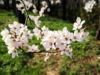 Blooming trees branches - pink delicate flowers