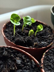 Seedlings growing in a pot  - new life - springtime