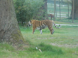 tiger in the zoo