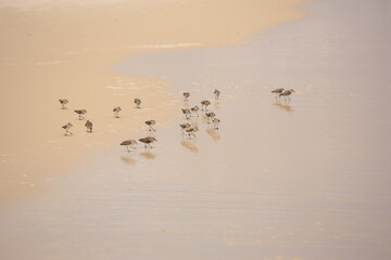 Gulf Shores, Alabama.