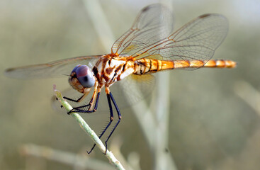 Dragonfly