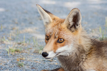 A photo of a wild fox in the Monfrague National Park