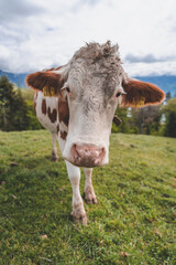 cow on a alpine meadow in the Swiss alps, Switzerland