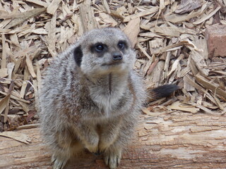 meerkat on guard