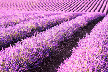 Naklejka na ściany i meble Endless rows of fragrant blooming lavender. Lavender fields of lavender flowers. Image for agriculture, perfumes, cosmetics SPA, medical industry and various promotional materials.