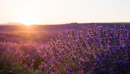 Amazing sunset over a field of blooming lavender. The sun sets on the horizon. Clear bright sky and lavender flowers in the light of warm sunshine, Russia.