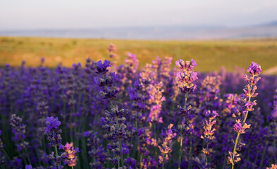 Violet bushes of lavender close-up at sunset. Blooming fragrant lavender flowers, aromatherapy. Lilac lavender fields in Russia.