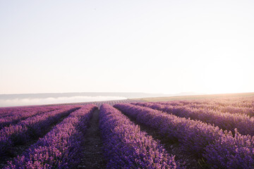 Fototapeta na wymiar Boundless fields of fragrant blooming lavender in the sunlight. Clear bright sky over the lavender field. Smooth rows of lilac lavender flowers stretch to the horizon, Russia.