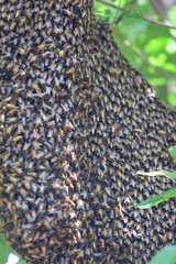 Bees make large nests on trees to find nectar from flowers.