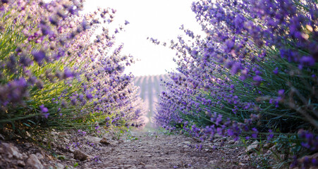 A path between flowering lavender bushes. Amazing natural landscape. Beautiful landscape with lines of a flowering lavender meadow on a sunny day in Russia.