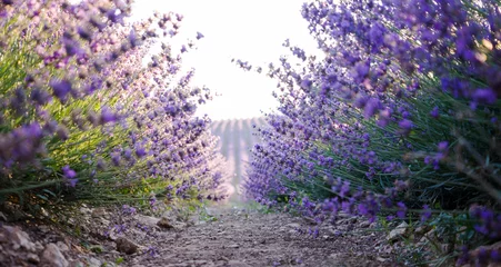 Foto op Plexiglas A path between flowering lavender bushes. Amazing natural landscape. Beautiful landscape with lines of a flowering lavender meadow on a sunny day in Russia. © nadya
