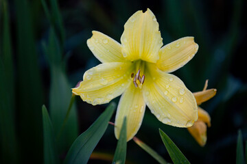 Fototapeta premium A beautiful yellow day lily grows in the rainforest.