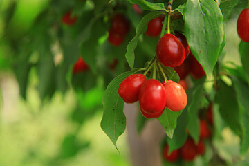 Red cherries on the edge of the branch