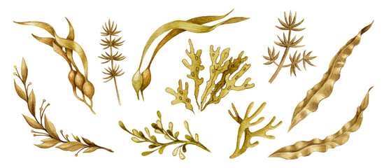 Seaweed hand drawn watercolor collection. Spirulina, laminaria, weed elements. Organic underwater plant set. Healthy natural seaweed botanical illustration. Various sea weed flora on white background © anitapol