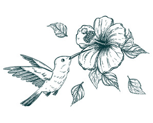 hand drawn sketch illustration of a hummingbird or colibri and tropical hibiscus flower © teploleta