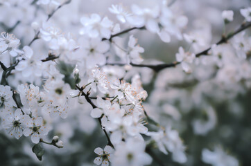 Soft light tone and soft focus of abstract nature background with flower. Mute soft focus in the style of flowers and grass fields
