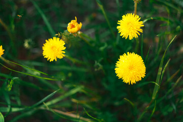 Spring flowers, dandelion, Dandelions On A Green Meadow In Sunlight