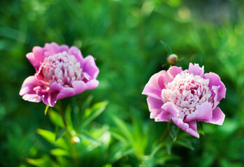 Pink peony flowers on a natural green backdrop. Spring summer flower background with copy space. Soft focus