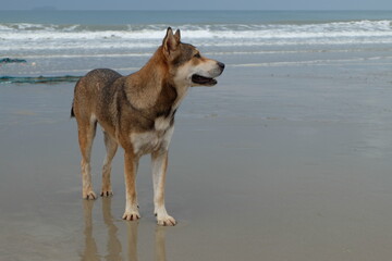 Dogs sit and relax on the beach in the morning during the rainy season.