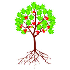 Naklejka premium Strawberry arbutus tree with berries and roots on a white background.