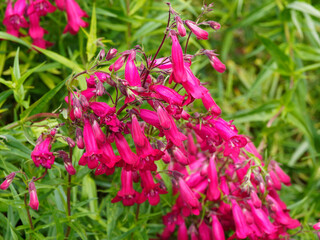 Penstemon hybride | Penstémon 'Andenken an Friedrich Hahn'. Elégantes petites fleurs tubulaires rouge vin pourprée au feuillage étroit touffu vert clair en forme de lance